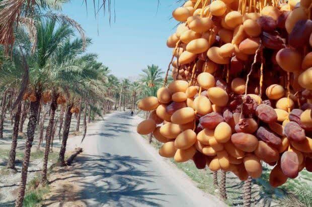 دوست داری مراحل رشد خرما رو بدونی؟!